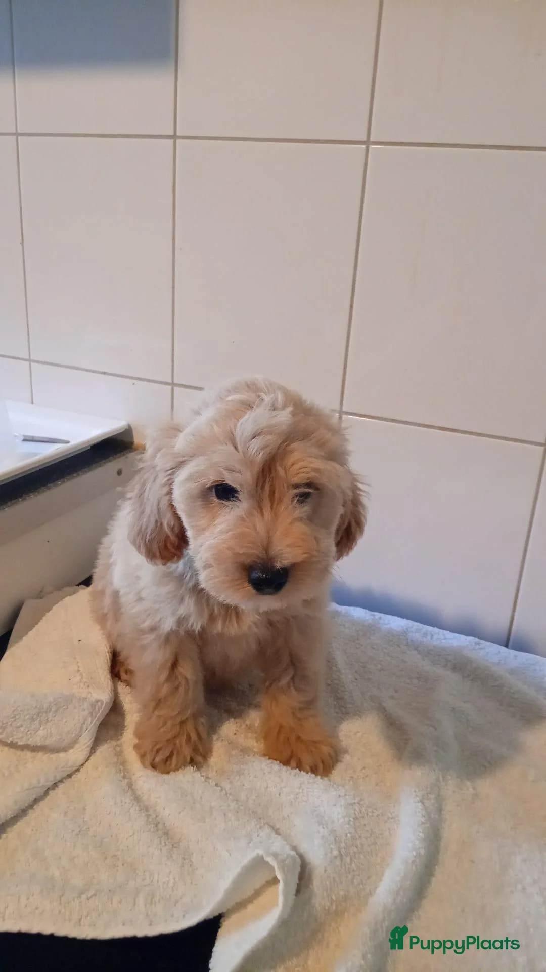 Labradoodle honden te koop: mooie puppy reutje labradoodles - Advertentie 2
