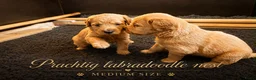 Labradoodle honden te koop: Laatste teefje Medium Labradoodle🐾 - Advertentie 14