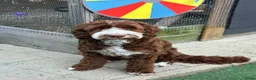 Australian Labradoodle honden te koop: Gast gezin gezocht australian labradoodle in Ittervoort - Advertentie 1
