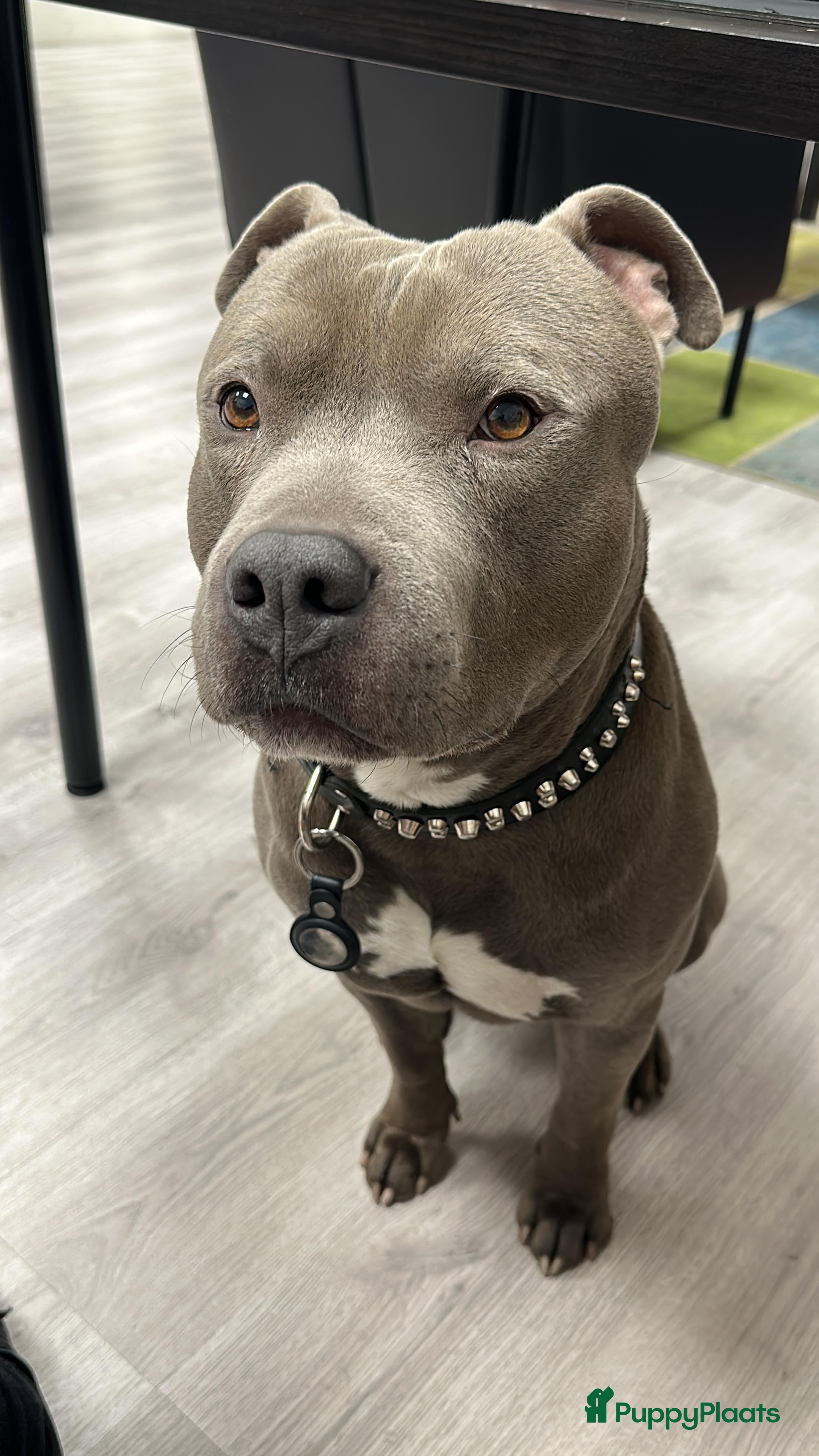 American Staffordshire Terriër honden American Staffordshire Terrier Reu  voor dekking - Advertentie 2