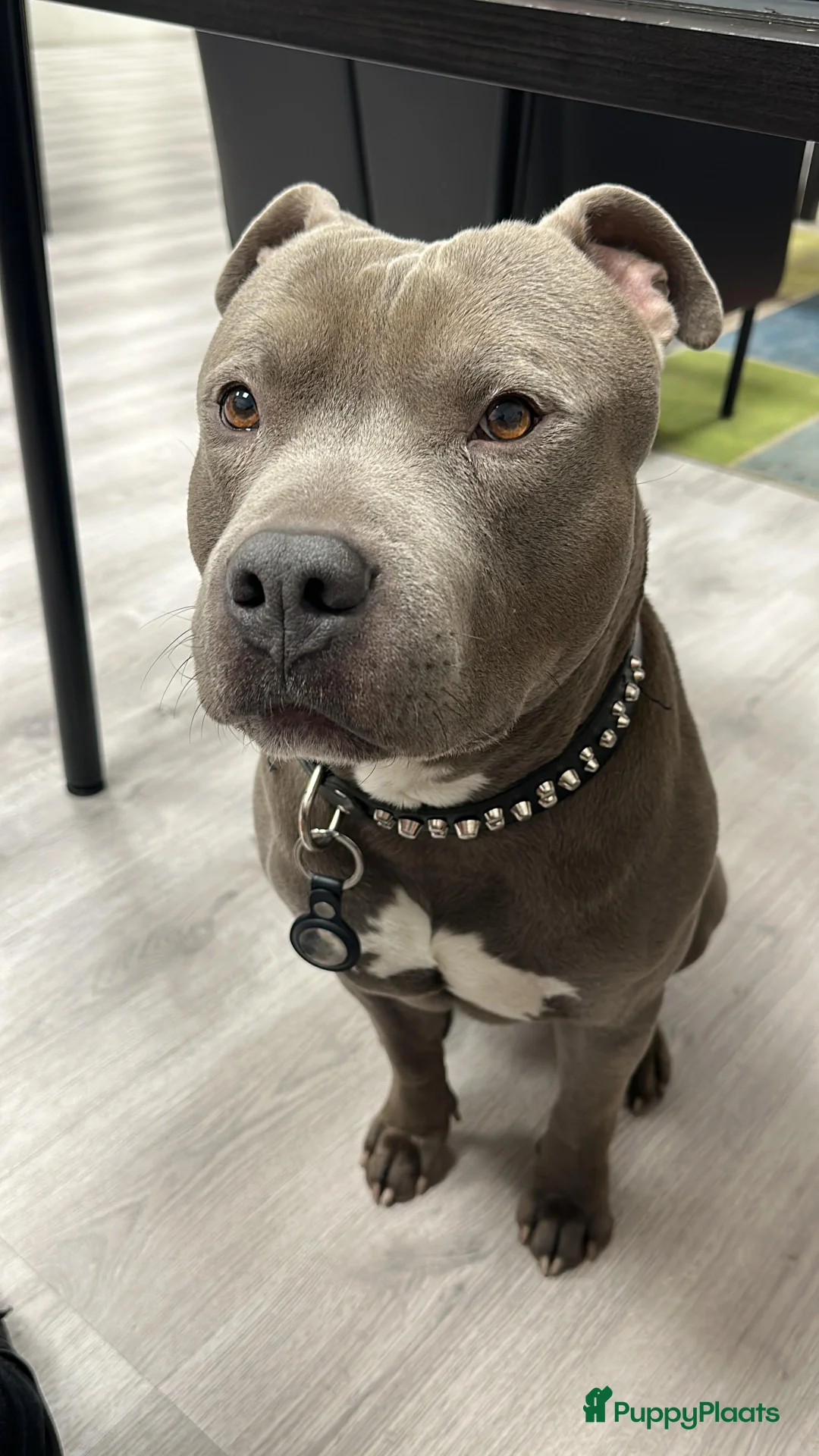 American Staffordshire Terriër honden ter dekking: American Staffordshire Terrier Reu  voor dekking - Advertentie 1