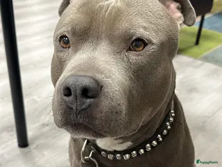 American Staffordshire Terriër honden American Staffordshire Terrier Reu voor dekking - Advertentie 2