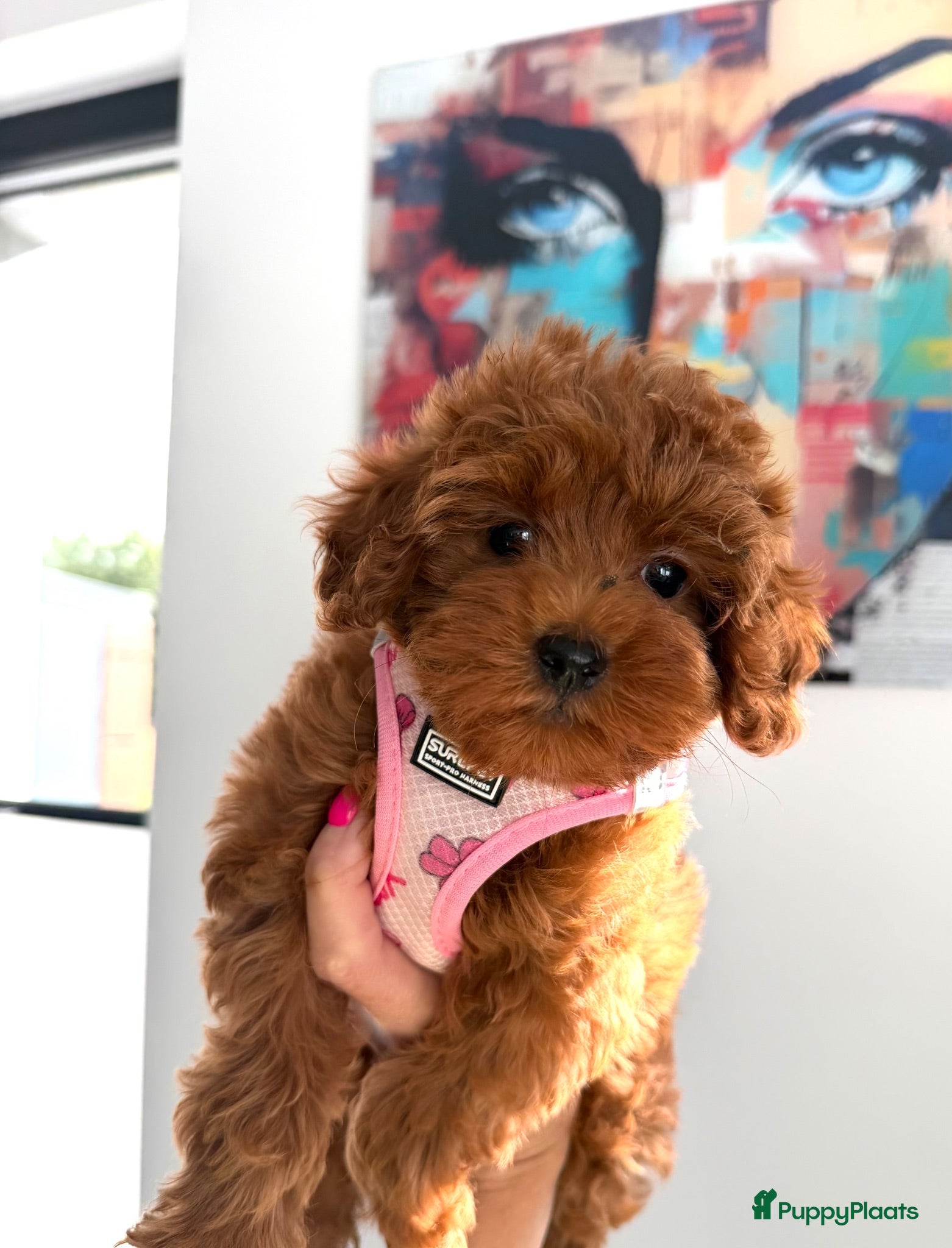 Maltipoo honden Prachtige maltipoo pups , speels, gezond  - Advertentie 2