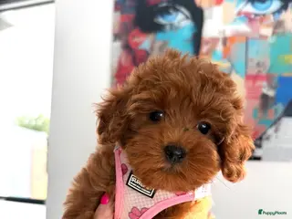Maltipoo honden Prachtige maltipoo pups , speels, gezond - Advertentie 2