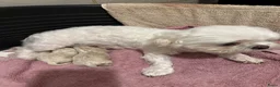 Maltipoo honden te koop: Prachtig crème gemêleerde Maltipooe F1 reutjes - Advertentie 3