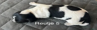 Friese Stabij Puppy 5