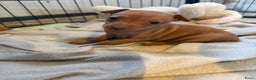 Dwergpinscher honden te koop: Dwergpinscher pups - Advertentie 16