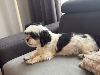 Kruising honden Mooie shitzuboomer - Advertentie 1