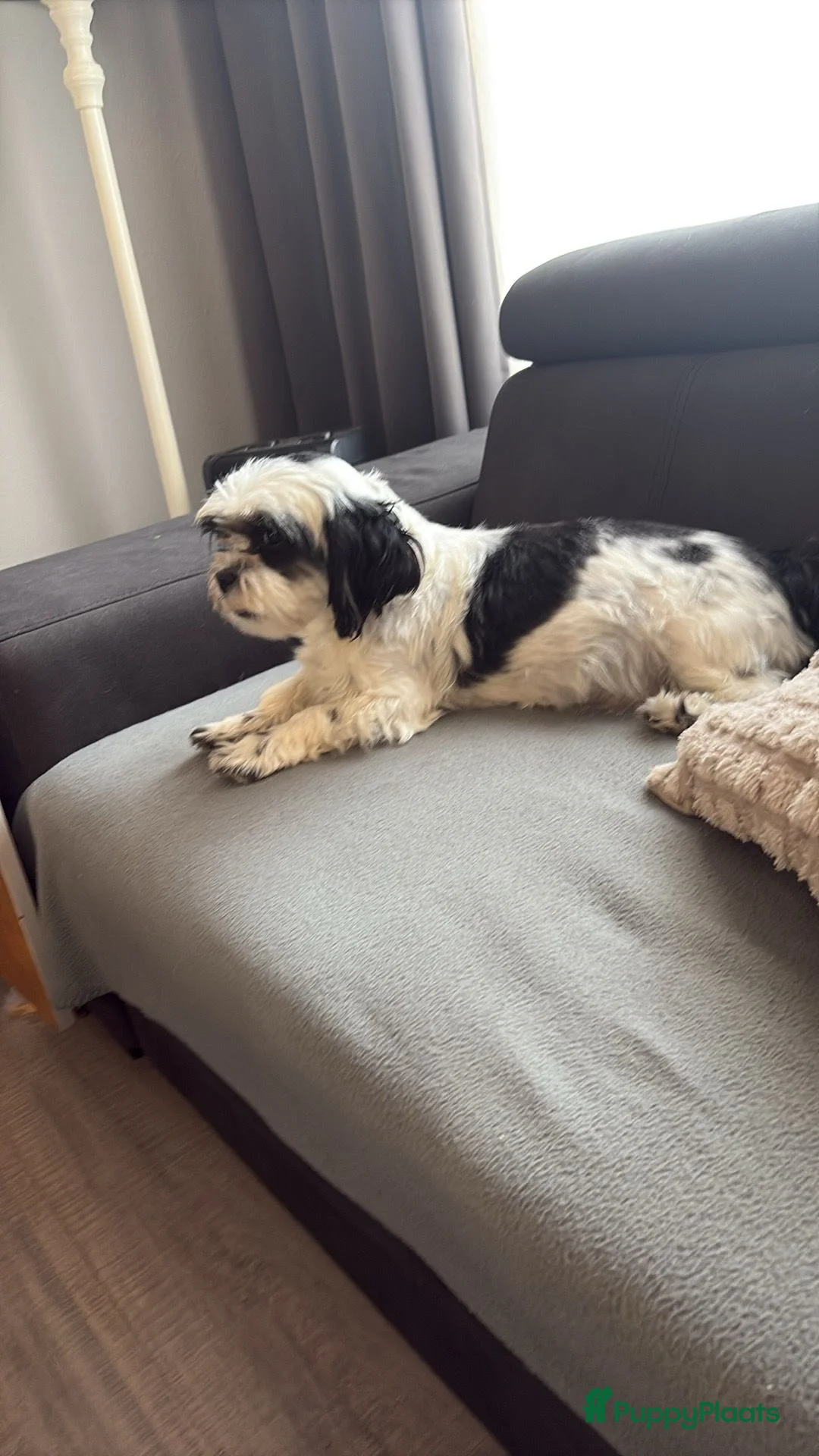 Kruising honden te koop: Mooie shitzuboomer - Advertentie 6