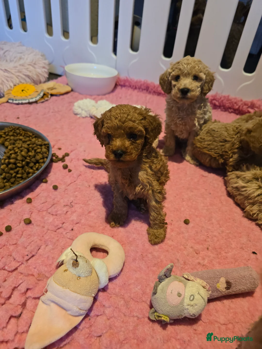 Maltipoo honden te koop: Mooie Maltipoo / toy poedel pup pups - Advertentie 17