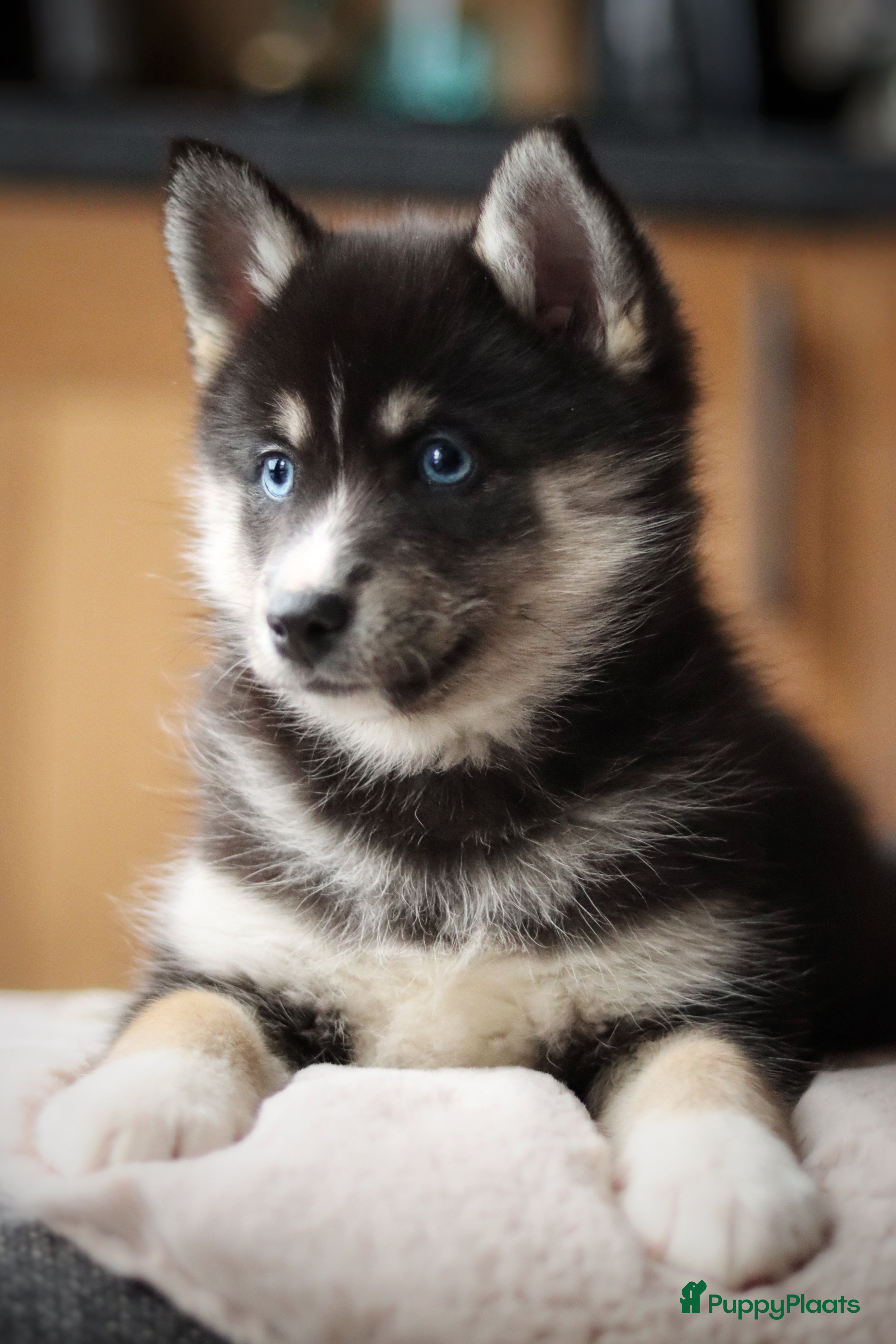 Pomsky honden Schitterende Pomsky pups  - Advertentie 1