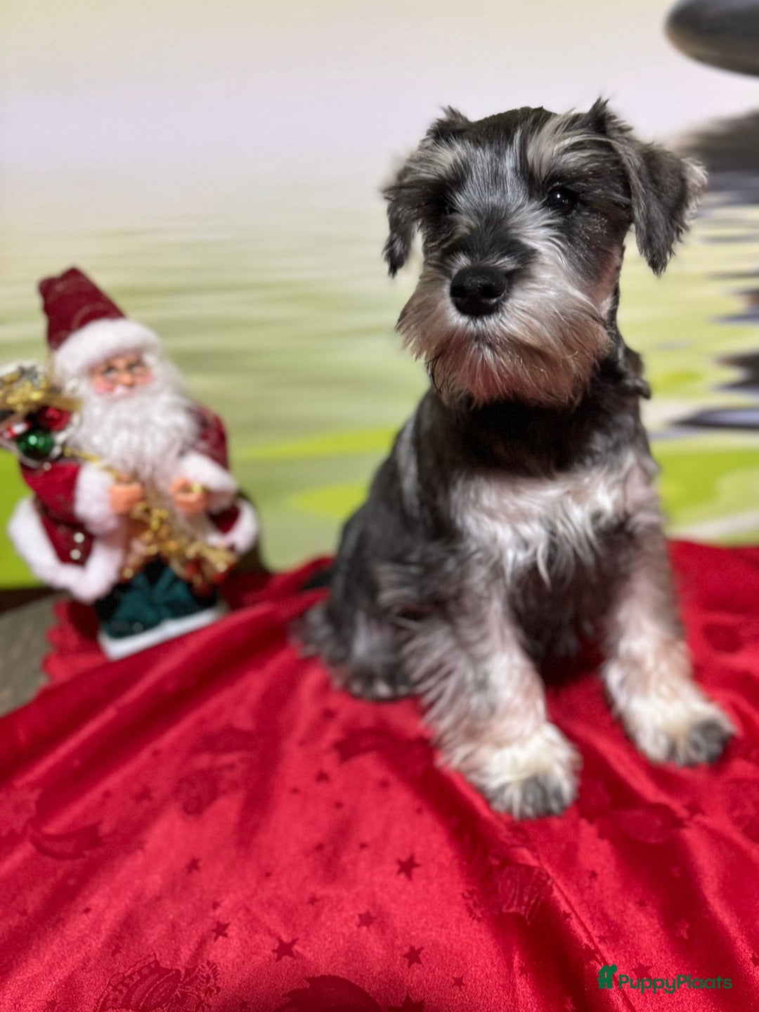 Dwergschnauzer honden te koop: Dwergschnauzer pups - Advertentie 10