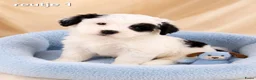 Boomer honden te koop: Super mooie boomer pups maltezer maal shih tzu - Advertentie 8