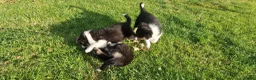 Border Collie honden te koop: Nog 1 Border Collie pup 3 kleur, heel verleidelijk - Advertentie 7