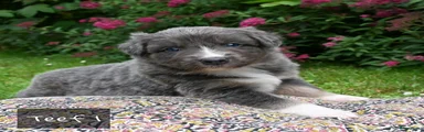 Australian Shepherd teef 1