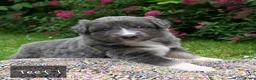 Australian Shepherd honden te koop: Australian Shepherd pups - Advertentie 29
