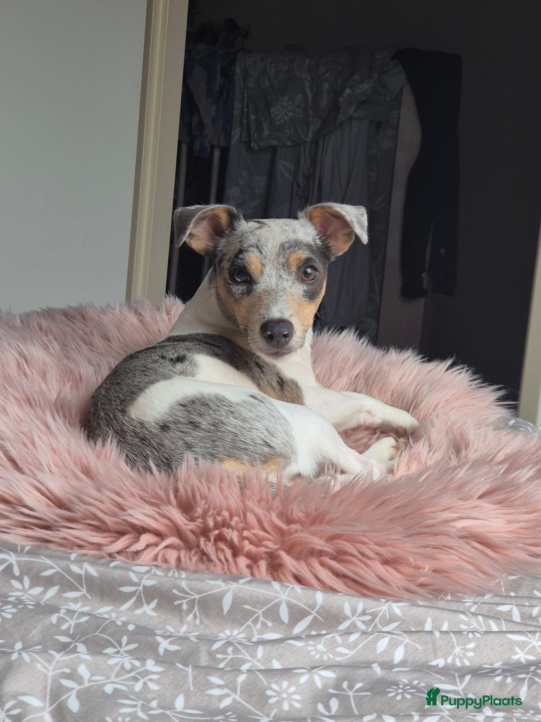 Jack Russel Terriër honden te koop: Laag being kort harige mini jackrussel pups - Advertentie 3