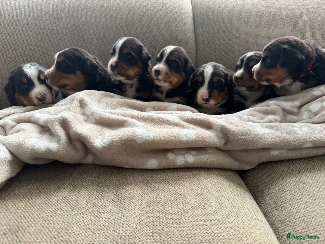 Berner Sennenhond honden te koop: Berner Sennen puppy's zoeken een liefdevol huis - Advertentie 3