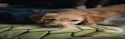 Australian Labradoodle honden te koop: Prachtige Australiën Labradoodle pup💗 - Advertentie 5