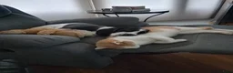 Kruising honden te koop: Een Onverwacht Sprookje 💝😊 - Advertentie 2