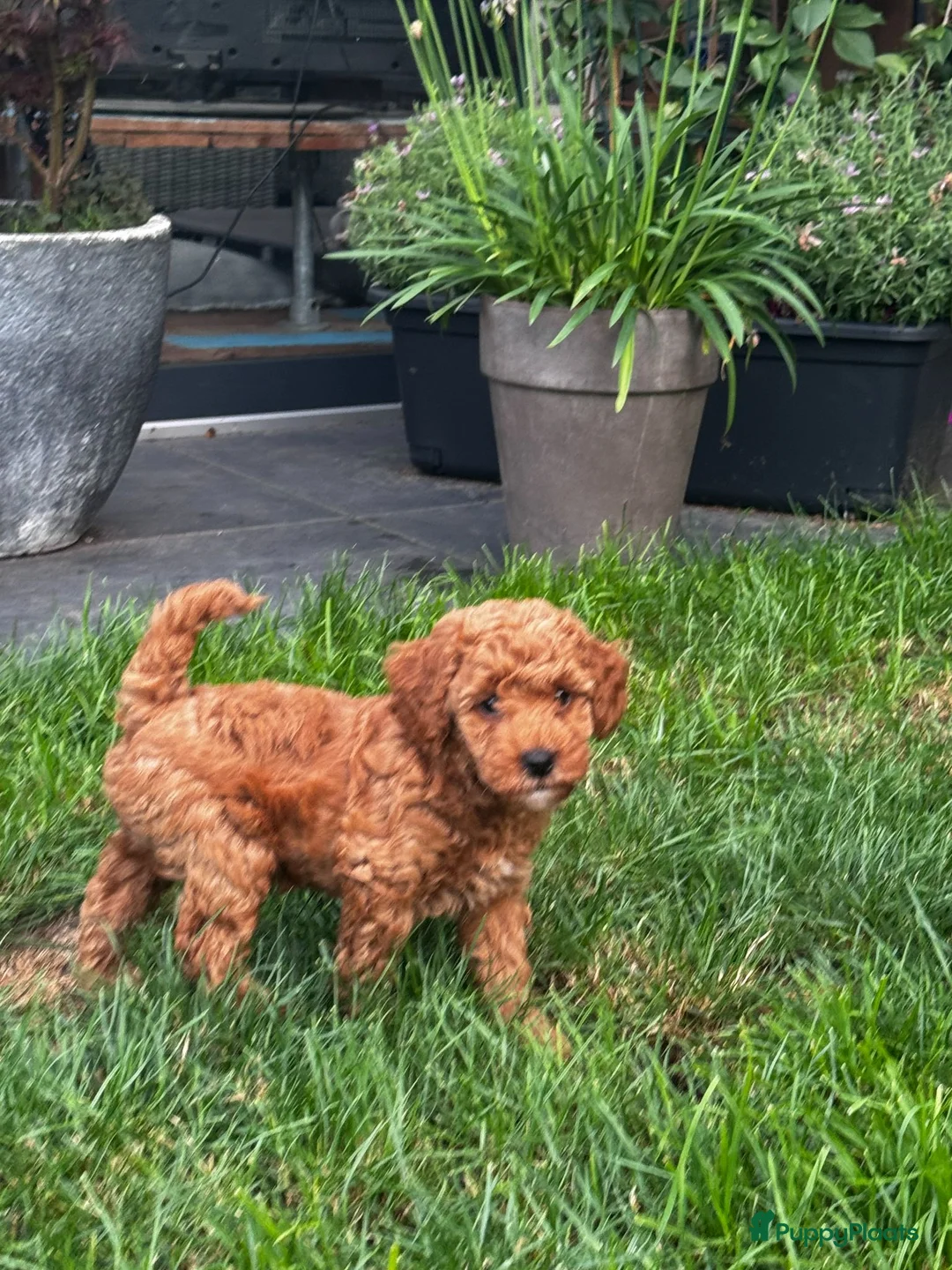 Maltipoo honden te koop: Maltipoo puppy's te koop - Advertentie 2