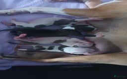 American Staffordshire Terriër honden te koop: beautiful Puppies for sale   - Afbeelding 13