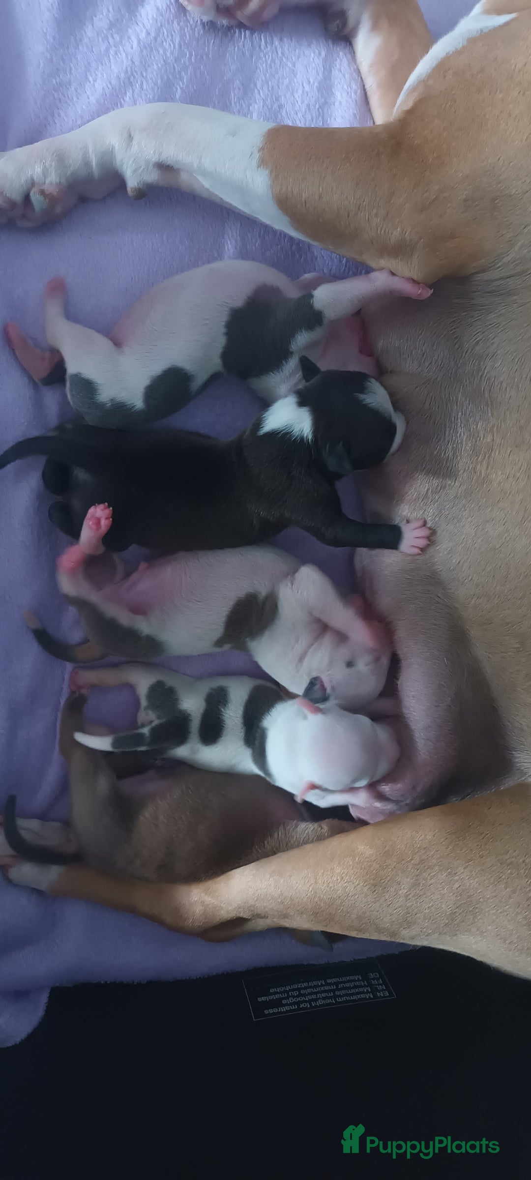 American Staffordshire Terriër honden te koop: beautiful Puppies for sale   - Afbeelding 13