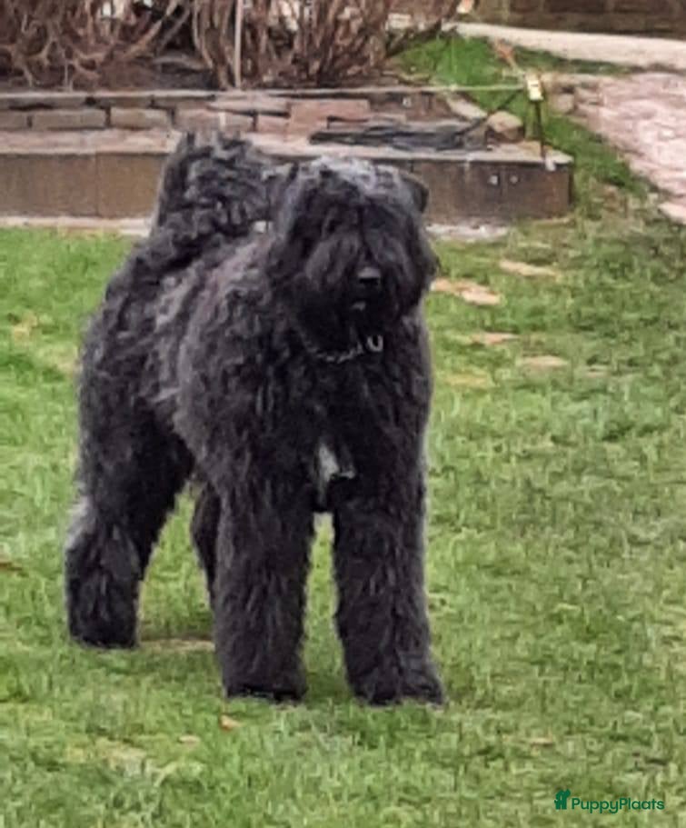 Bouvier des Flandres honden te koop: Mooie bouvier pups in Uffelte - Advertentie 1