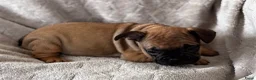 Franse Bulldog honden te koop: Franse Bulldog pups - Advertentie 14