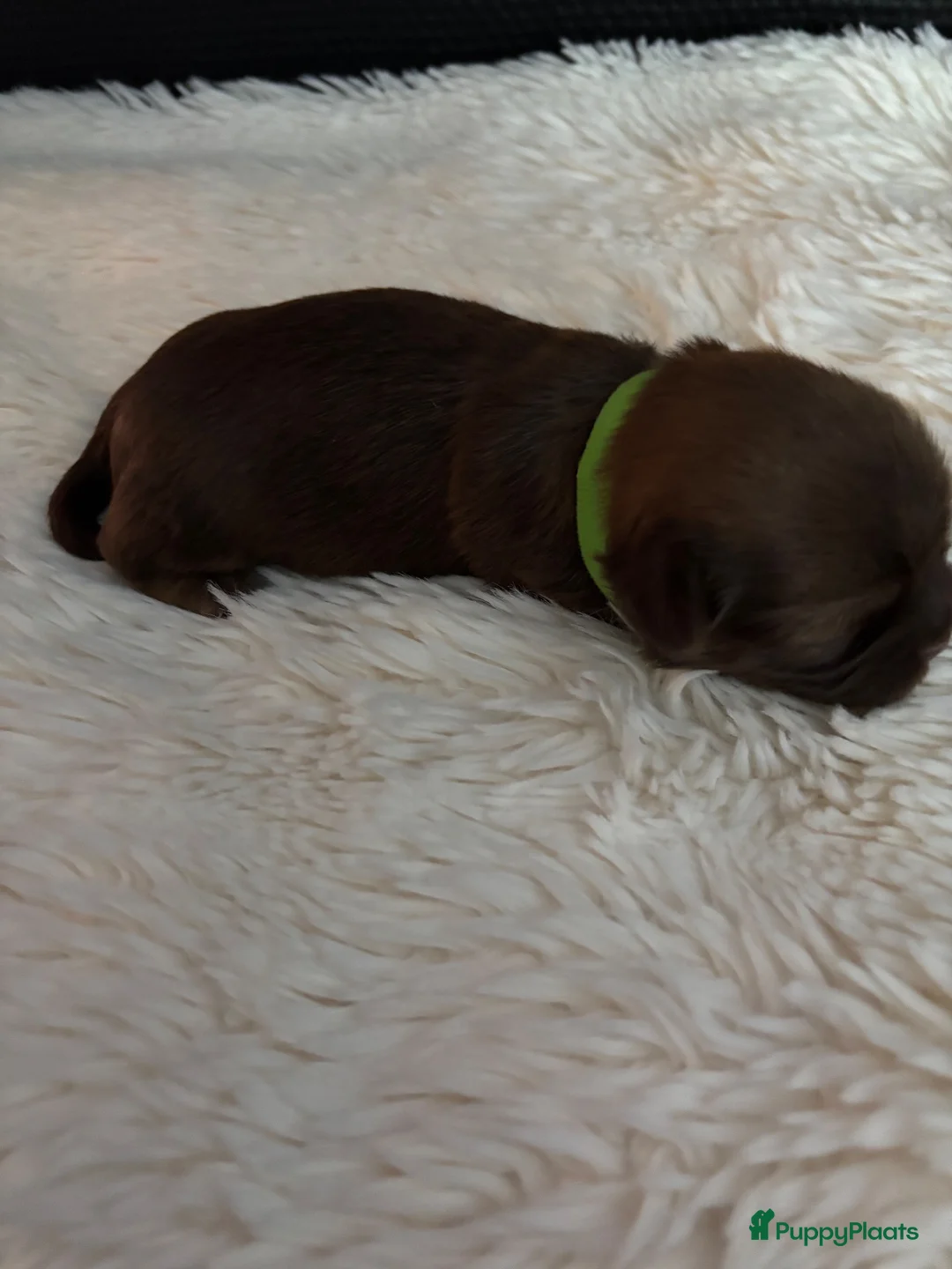 Kruising honden te koop: Mooie pups boomer/Shih tzu - Advertentie 2