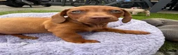 Teckel (korthaar)  honden te koop: Kaninchen x dwerg teckel - Advertentie 16