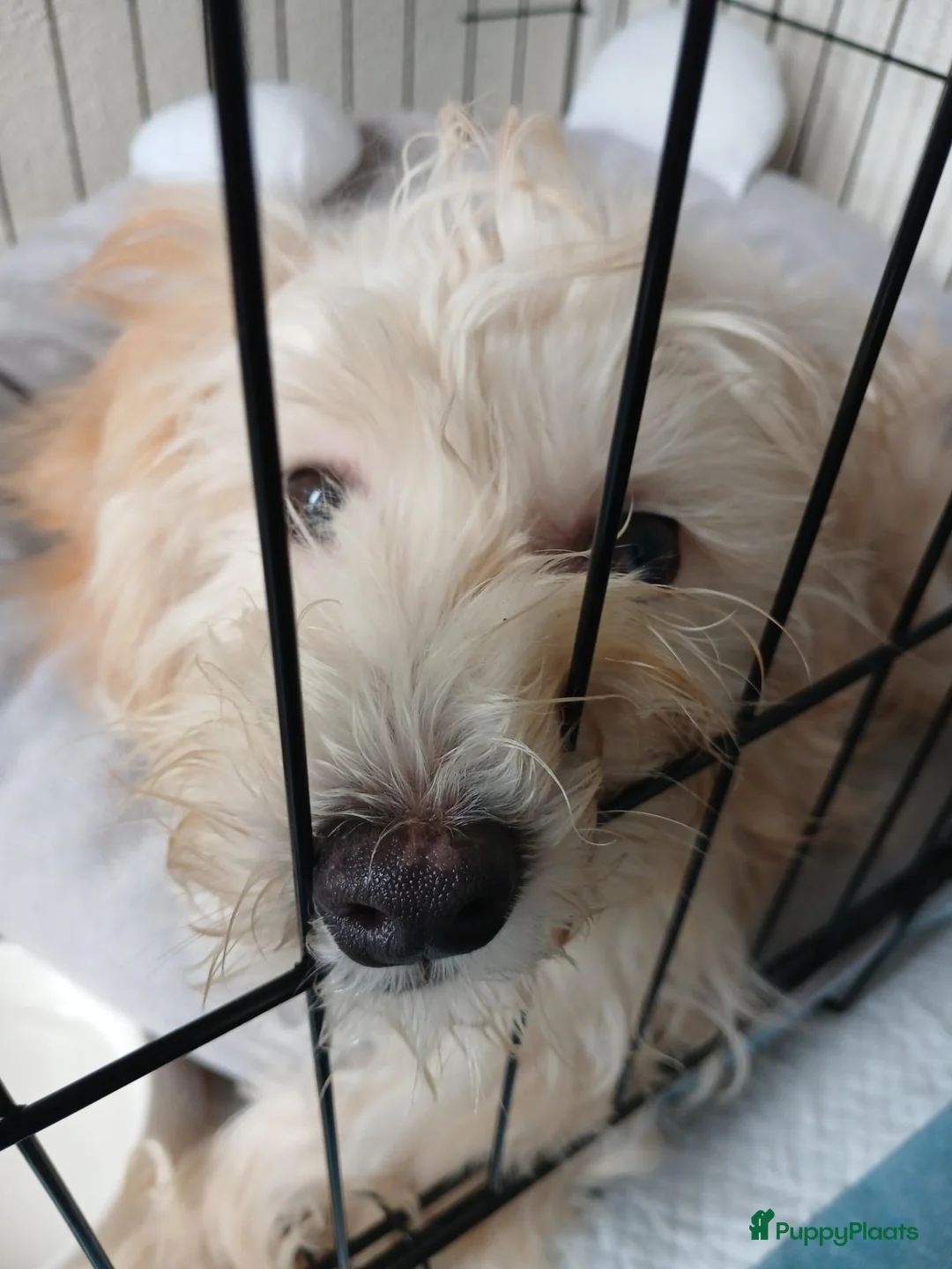 Maltipoo honden te koop: maltipoo pup Milo zoekt blijvend huisje in Kerkdriel - Advertentie 2