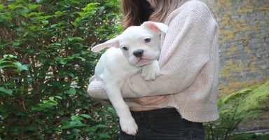 Franse Bulldog honden - Advertentie 9