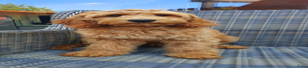 Australian Labradoodle Puppy 3