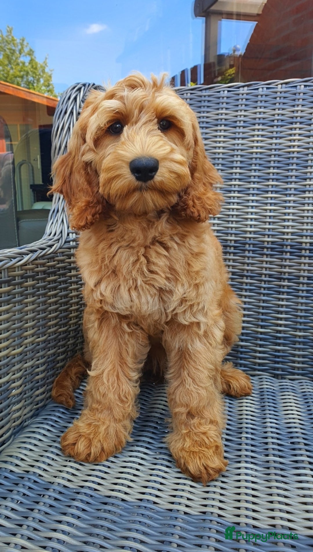 Australian Labradoodle honden te koop: Australian Labradoodle - Afbeelding 6