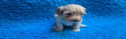 Cockapoo honden te koop: Kleine maat cockapoo pups - Advertentie 36