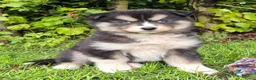 Kruising honden te koop: Pomsky x shiba inu (1/4) pups - Advertentie 13