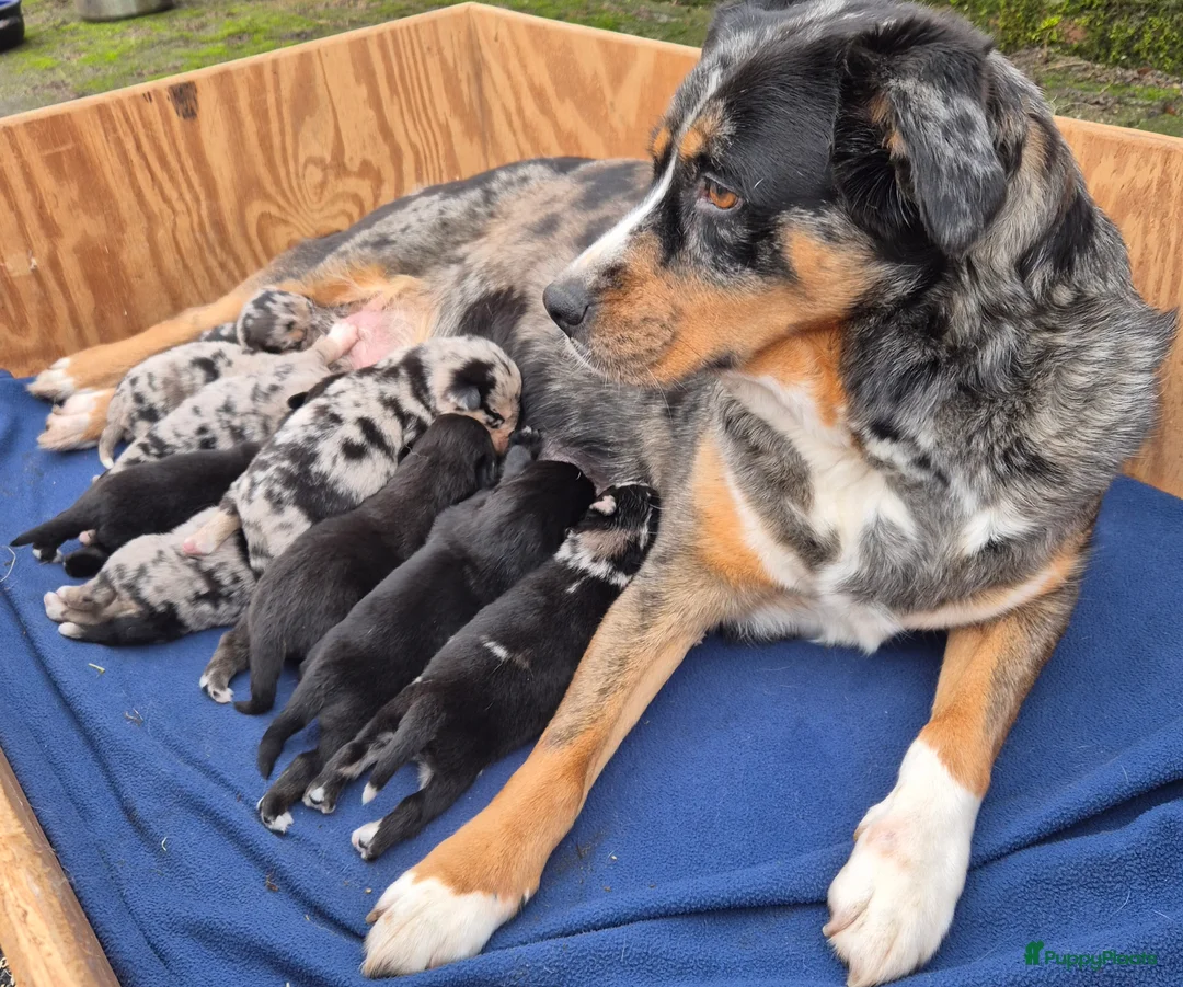 Kruising honden te koop: Australian shepherd x Pomsky (mini-aussie) - Advertentie 8