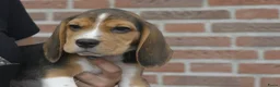 Beagle honden te koop: Prachtige Beagle pups met stamboom ! - Advertentie 5