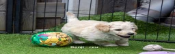 Labradoodle honden te koop: Prachtige labradoodle pups beschikbaar  - Advertentie 11
