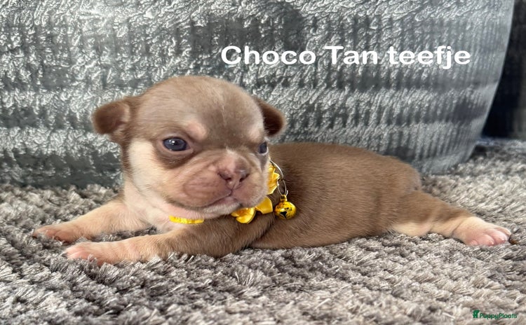 Franse Bulldog honden - Advertentie 2