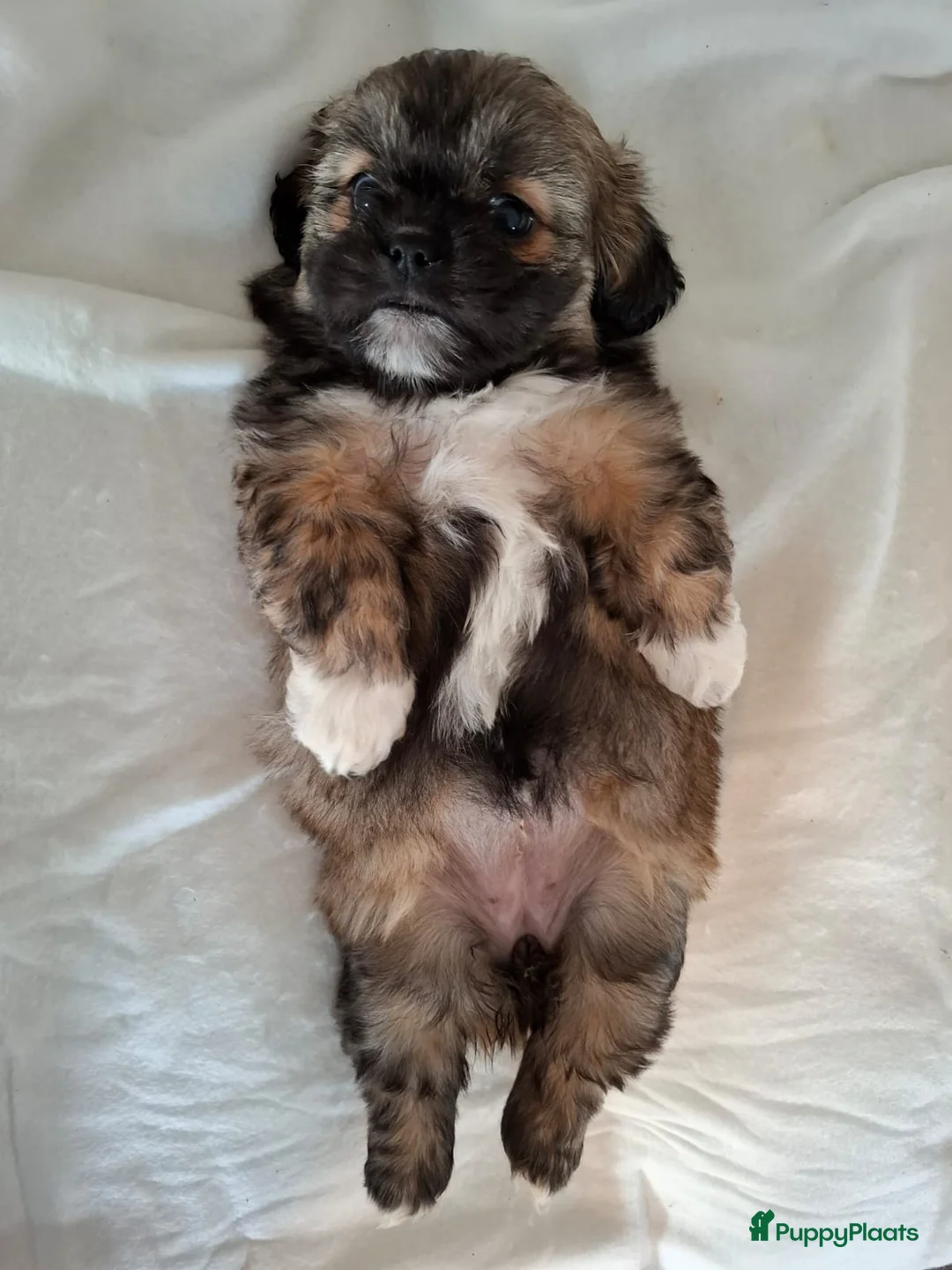 Kruising honden te koop: Mooi nestje boomerpups  - Advertentie 11