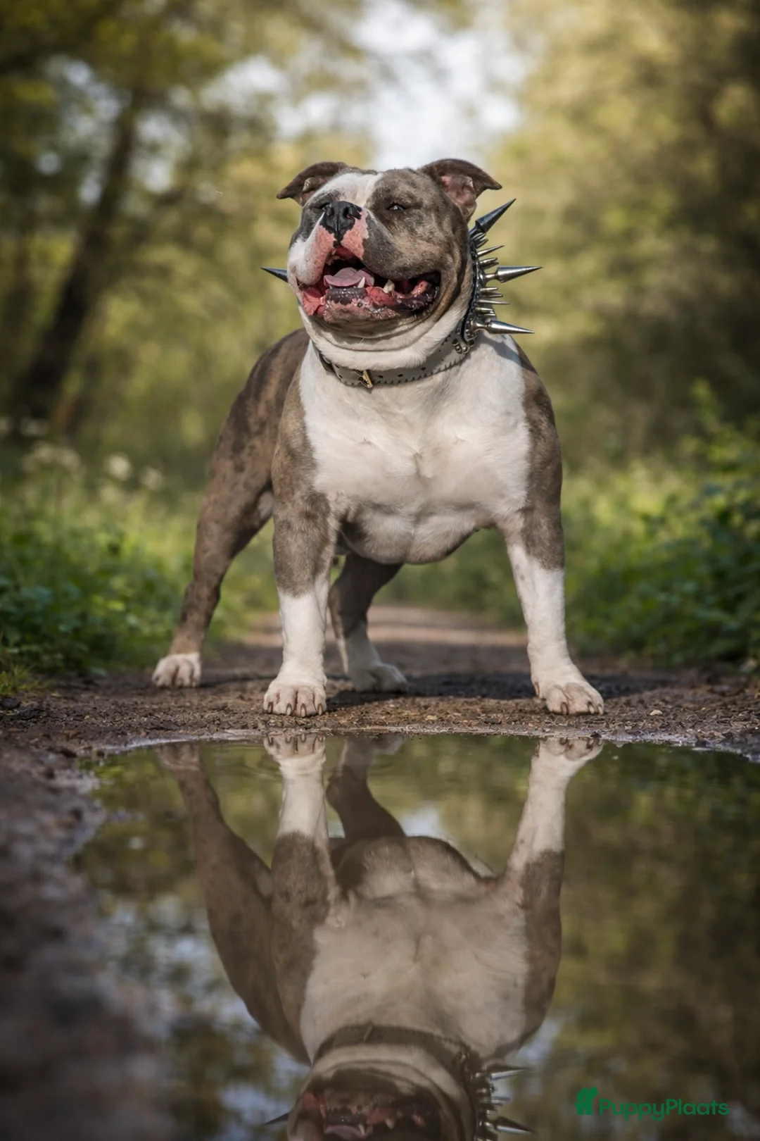 Amerikaanse Bully honden ter dekking: American Bully XL Dekreu  - Advertentie 2