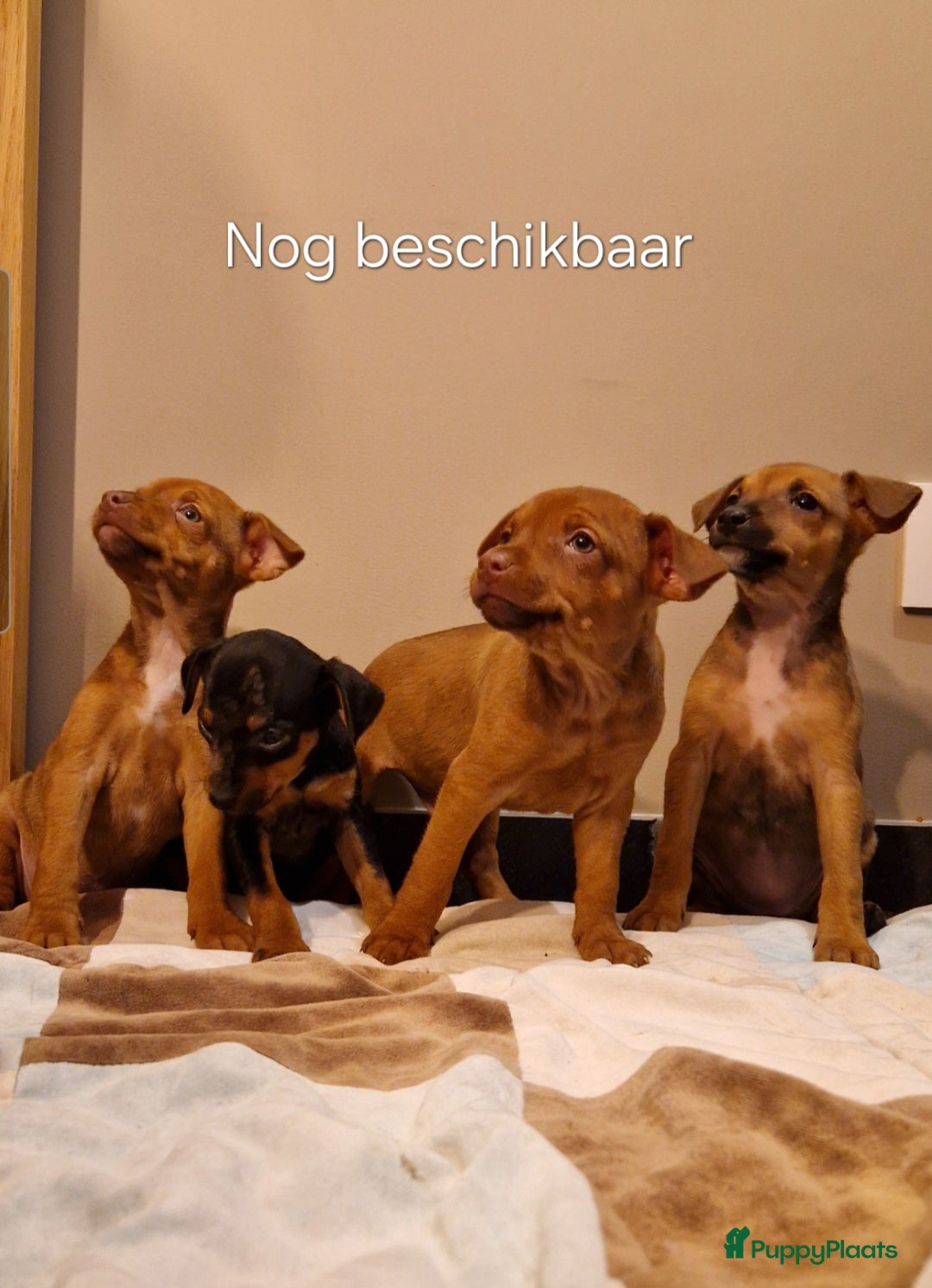 Dwergpinscher honden Dwergpinchers puppy's  - Advertentie 1