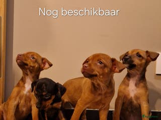 Dwergpinscher honden Dwergpinchers puppy's - Advertentie 1
