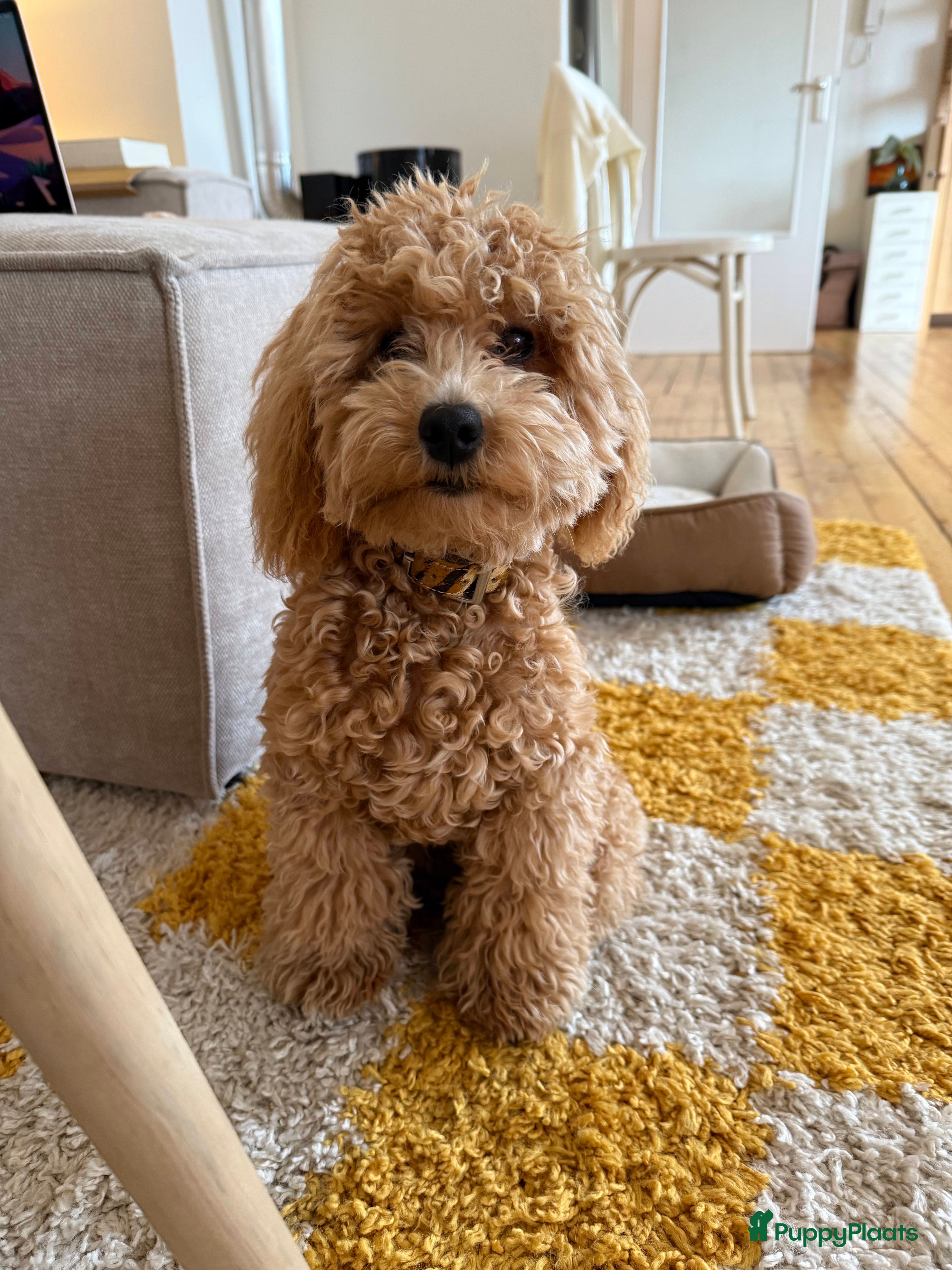 Kruising honden Ollie zoekt baasje - Advertentie 1