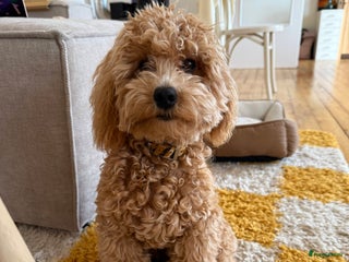 Kruising honden Ollie zoekt baasje - Advertentie 1