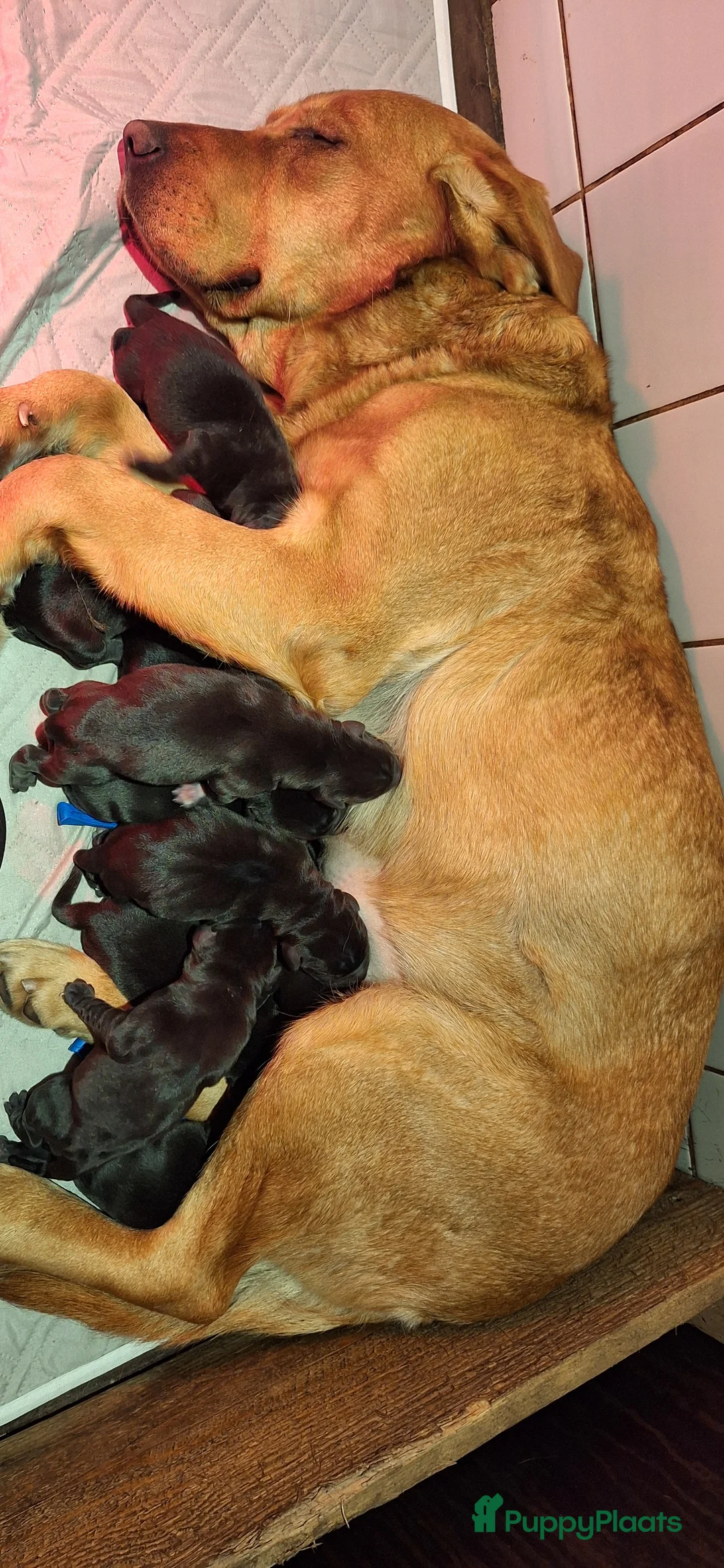Labrador Retriever honden te koop: Gezonde en liefdevolle labrador pups - Advertentie 15
