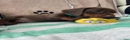 Teckel (korthaar)  honden te koop:  Prachtige standaard korthaar teckels pups  - Advertentie 7