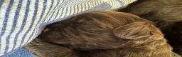 Labradoodle honden te koop: Medium chocolade labradoodles 75% Australian  - Advertentie 6